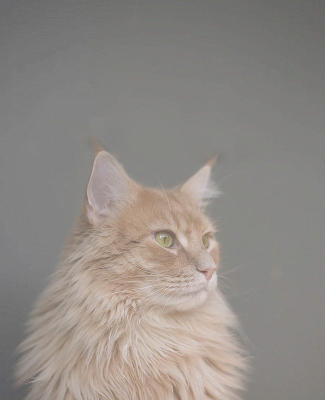 Cat vet in Louisville, KY