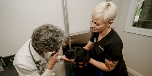 Emergency pet care at Shelbyville Road Veterinary Clinic in Louisville, KY