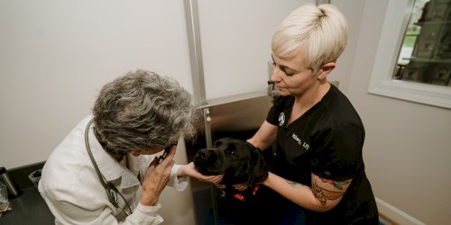Emergency pet care at Shelbyville Road Veterinary Clinic in Louisville, KY